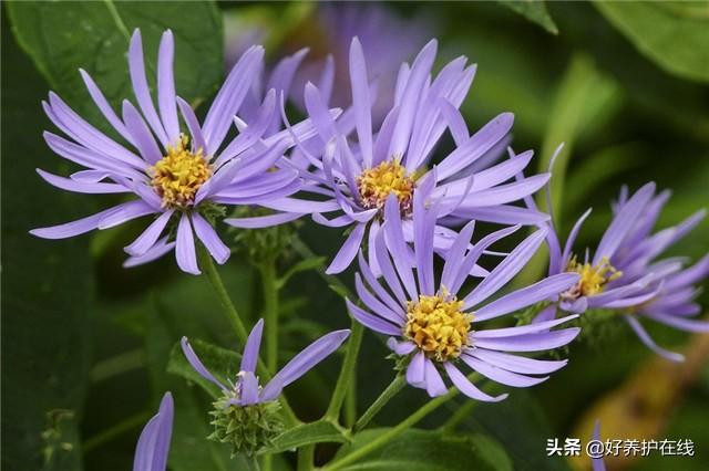 有一种美叫紫菀，家里种植1盆，小儿百日咳不用愁