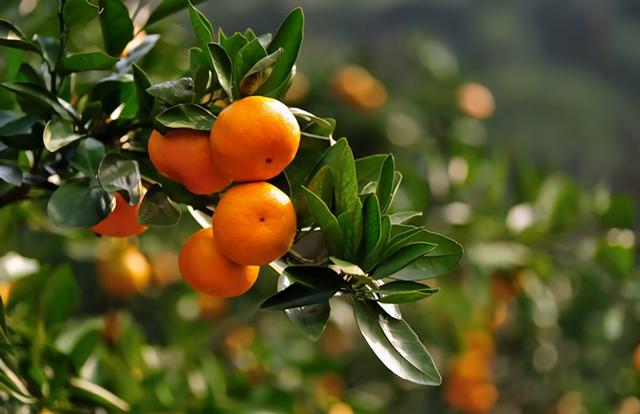 现在回农村种植10亩砂糖橘，一年能够挣多少钱？