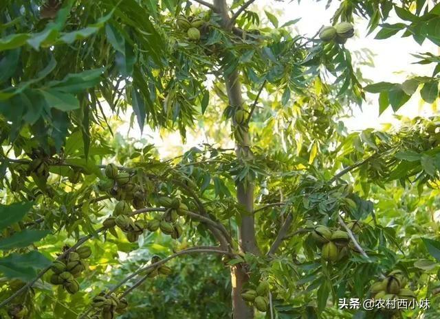 碧根果种植如何实现高产？碧根果的高产种植技术