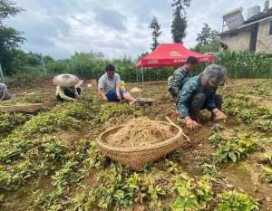 太子参怎样种植(太子