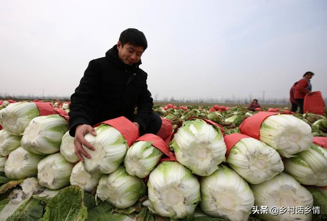 今年大白菜长得好，多亏了这三个方法，收藏起来以后试一试