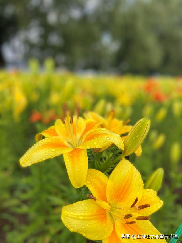 沈阳：万平百合花开，跑去占便宜，这个便宜占得对吗？