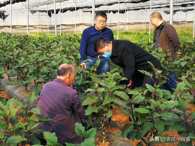 茄子有哪些种植技巧？怎样管理才能更高产？如何才能种出好茄子？