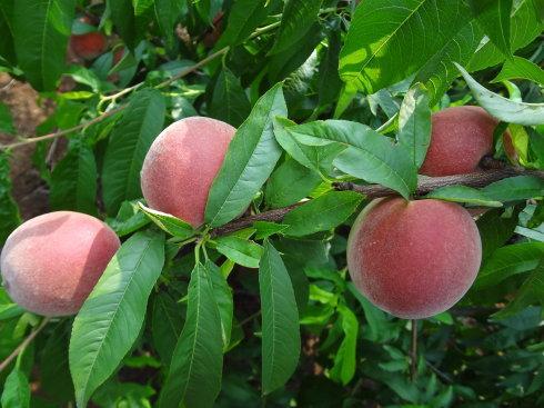 红蜜桃引种栽培技术，掌握整形修剪的重要技巧，提高红蜜桃果实率
