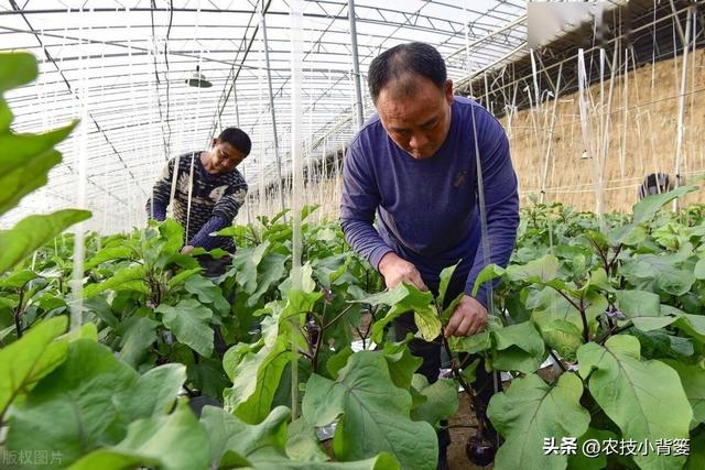 茄子有哪些种植技巧？怎样管理才能更高产？如何才能种出好茄子？