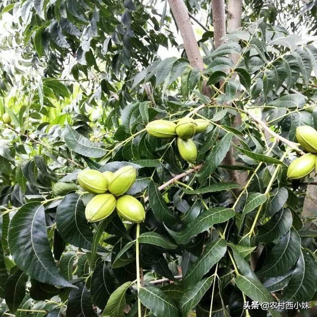 碧根果种植如何实现高产？碧根果的高产种植技术