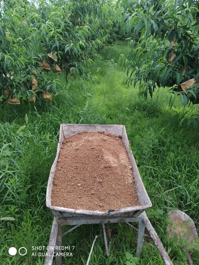 沙土地上种水果？网友：合适的水土种合适的果，这是大自然的馈赠