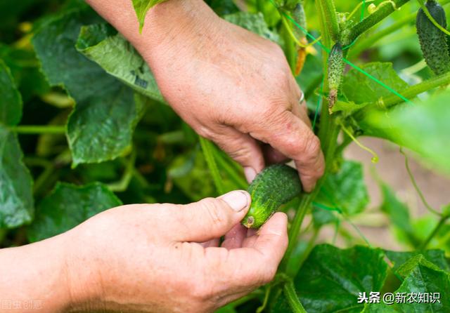 黄瓜秋延后大棚栽培技术，简单易上手，来学一下