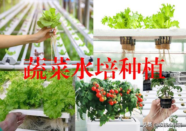 蔬菜水培并不难，掌握种植技巧很简单：如何才能种好水培蔬菜？