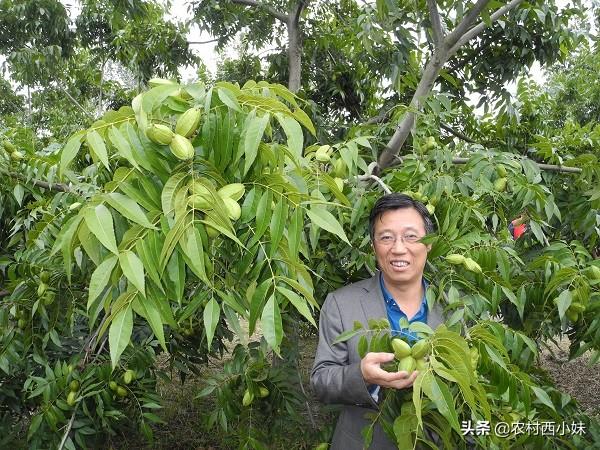 碧根果种植如何实现高产？碧根果的高产种植技术