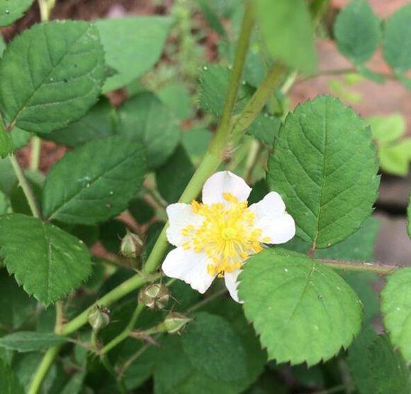 买到宿迁小白花千万别扔，1个小技巧，养出花海一片，美翻了！