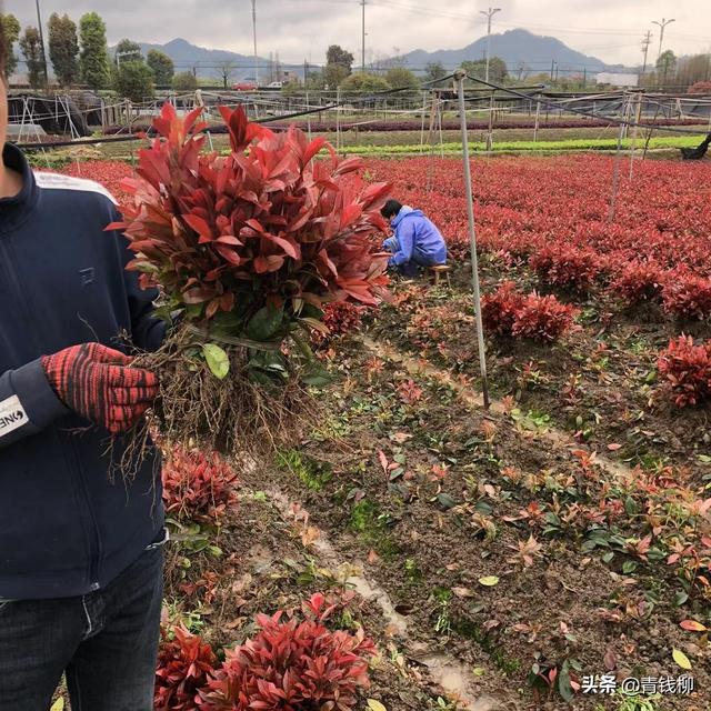 红叶石楠苗木繁育与高效栽培技术