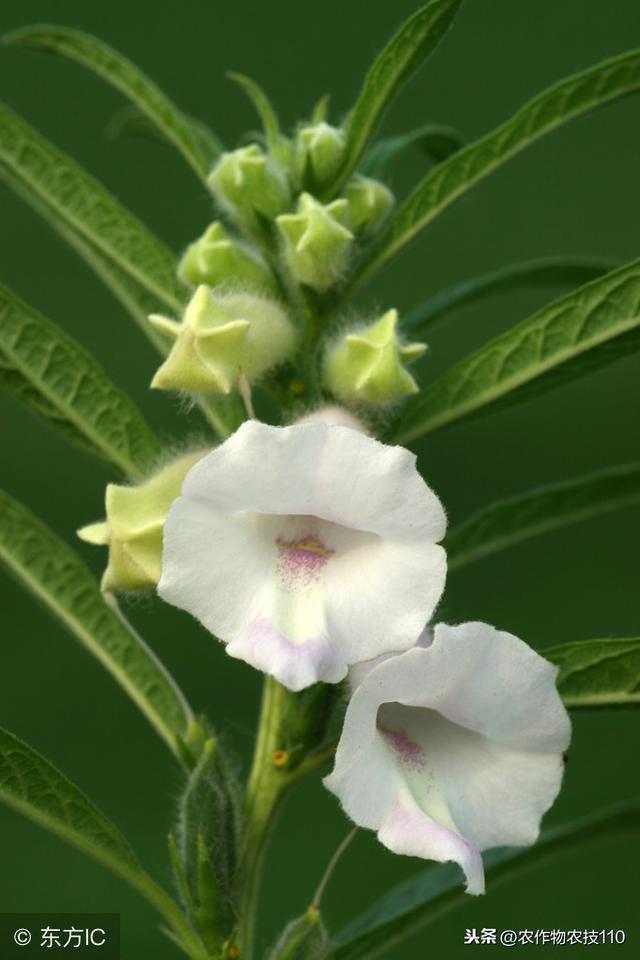 芝麻高产种植技术要点（实用）