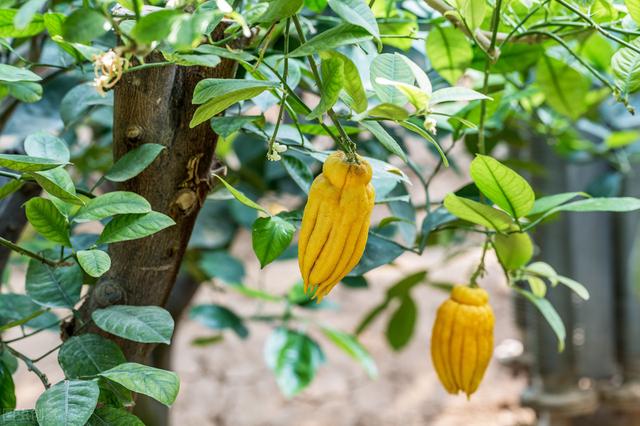 阳台种植佛手有窍门：3个措施，2个技巧，佛手枝叶繁茂、果形美