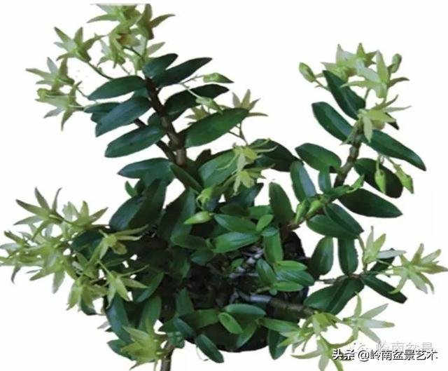 【植物百科】铁皮石斛种植方法