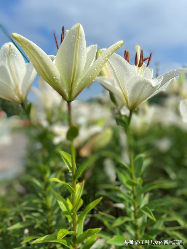 沈阳：万平百合花开，跑去占便宜，这个便宜占得对吗？