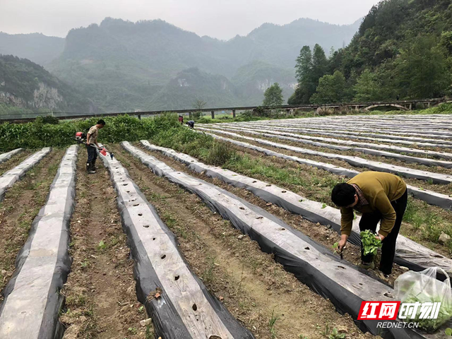 桑植县上河溪乡：烟地移栽现场课送到“田间地头”