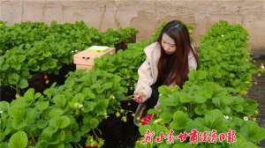 甘肃种植草莓(凉州：特色草莓种植实现“双赢”)