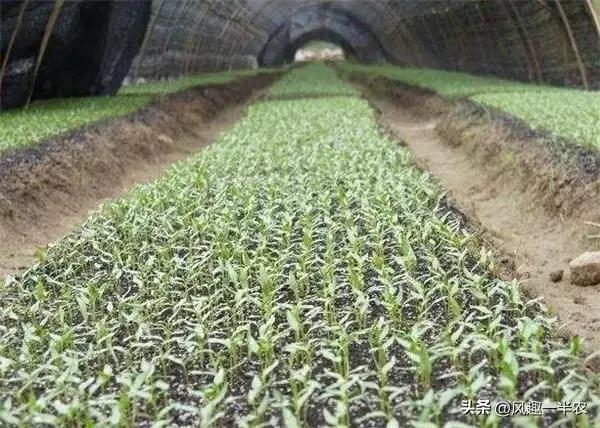 露地辣椒育时间及技术措施