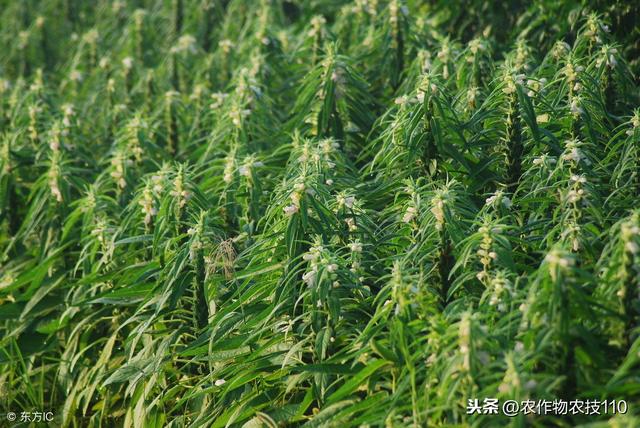 芝麻高产种植技术要点（实用）