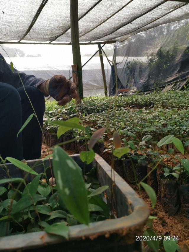 清明时节雨纷纷种植土茯苓开始了