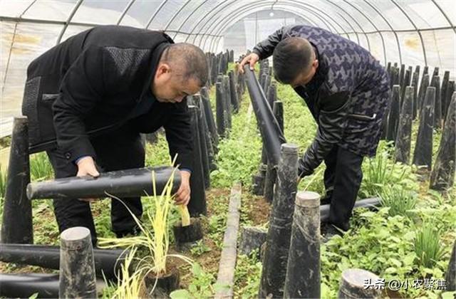 浅议韭黄高产栽培技术，掌握了这些技术，种植的正确方式！