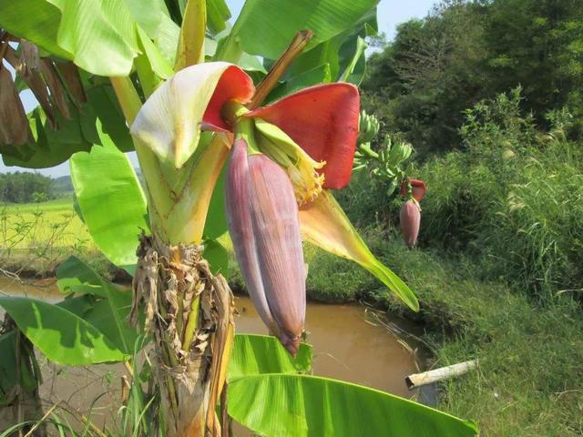 热带水果“桂蕉9号”香蕉高产栽培技术