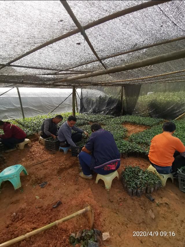 清明时节雨纷纷种植土茯苓开始了