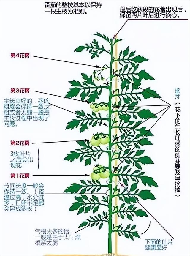 种植番茄这样整枝打杈去管理，长势壮、结果多、个头大、产量高