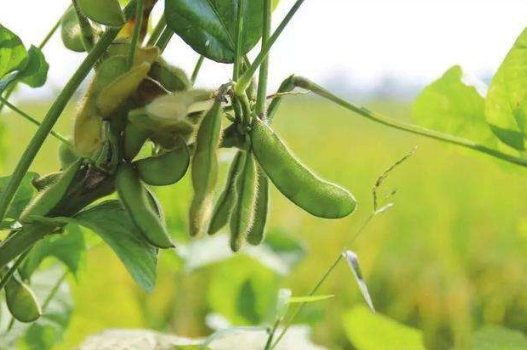 毛豆怎么种植？毛豆育苗的技术和移栽技术分析，快收藏起来吧