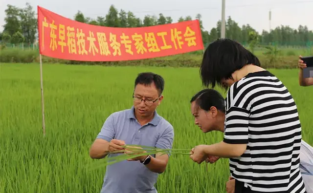 早稻田间如何管理？这场3.3万人次打卡的直播培训告诉你