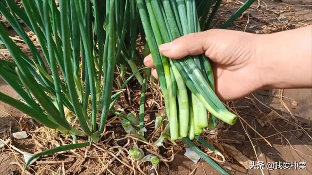 这样种小葱，小葱可以多收割茬，自己种一些随吃随摘，新鲜又方便