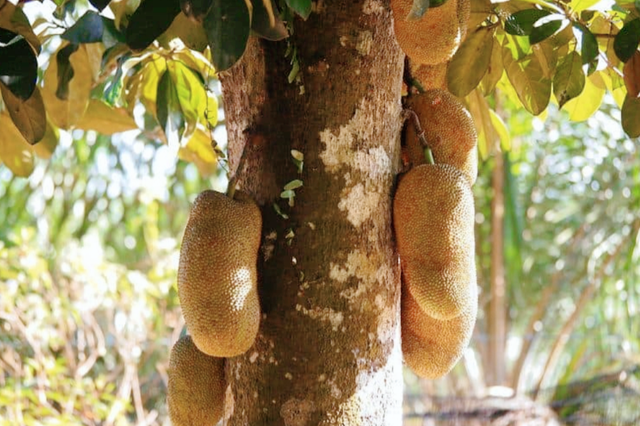 “蹭流量”的榴莲蜜与榴莲、菠萝蜜是啥关系？