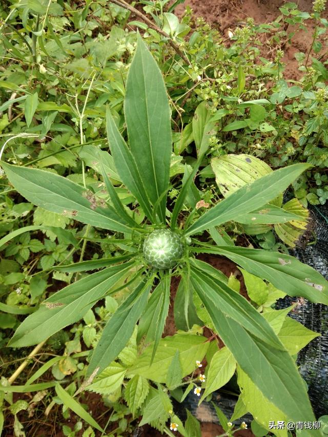 浙西南山区白术种植优势分析及规范栽培技术