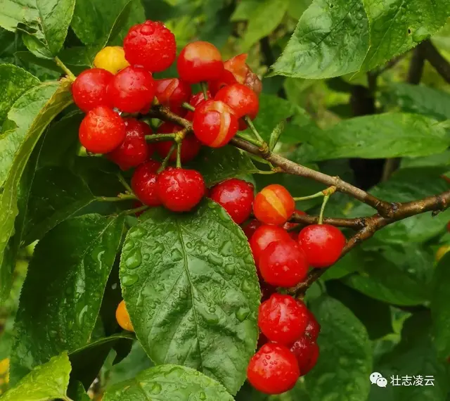 樱桃在凌云玉洪试种成功，为桂西地区首次