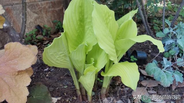 北方庭院耐阴植物推荐