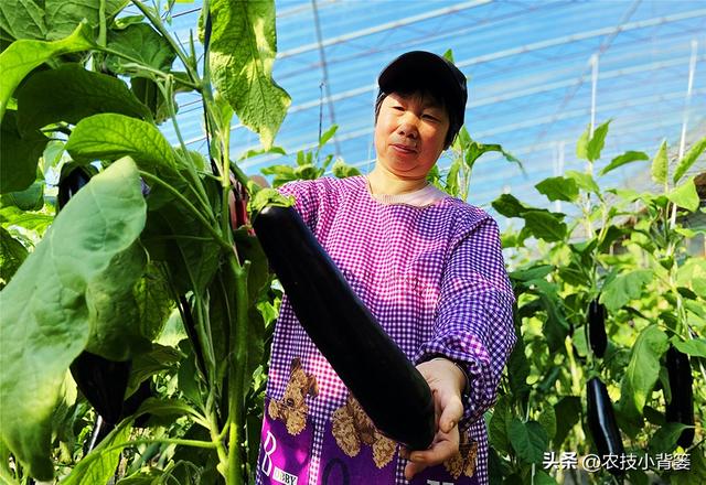 茄子有哪些种植技巧？怎样管理才能更高产？如何才能种出好茄子？