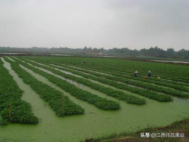 鱼塘水蕹菜浮床栽培技术