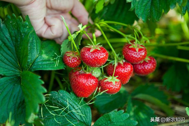 草莓露地种植，栽培的时候，可要这样去管理