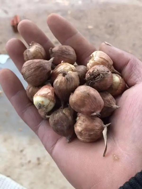 3样“球根植物”，11月种刚好，春天赏花不断，花朵独特漂亮鲜艳