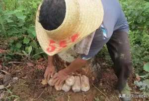 当归的种植要几年(茯苓、党参和当归等几种中药材，市场有需求，农村人可以考虑种植)