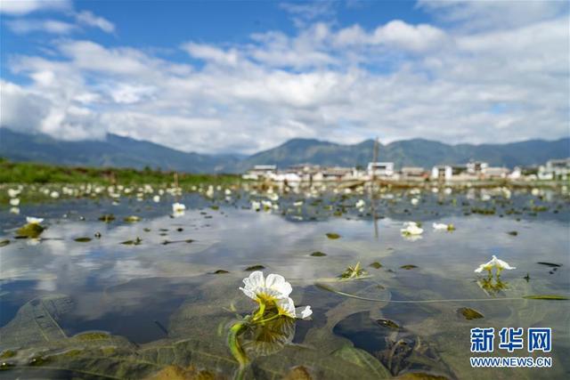 大理洱源：生态海菜助民增收