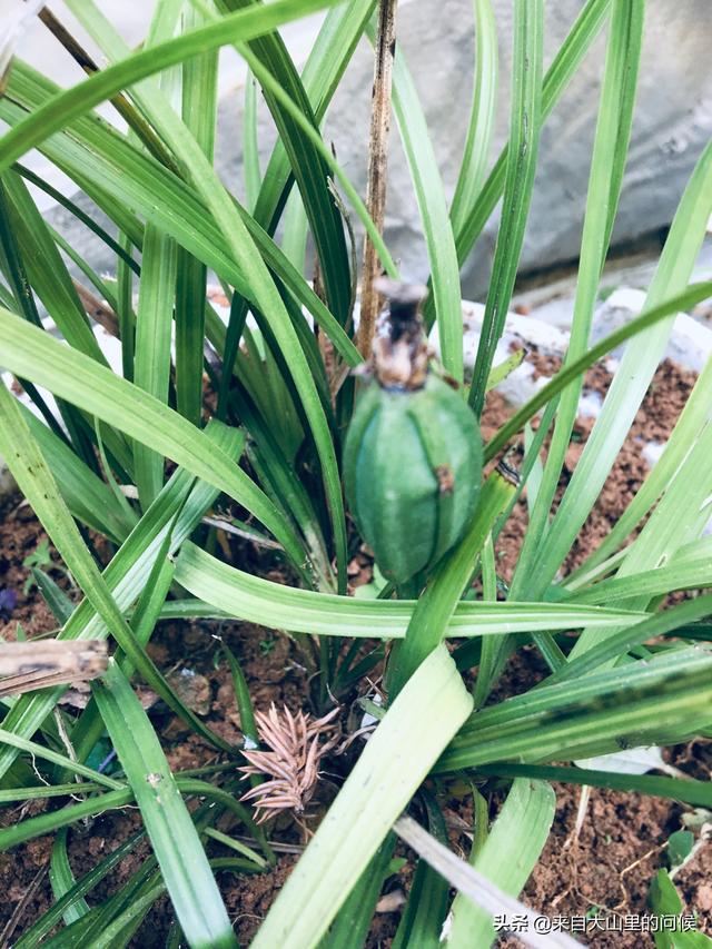 田园土种植兰花也是可以的，不过有几点事项要注意