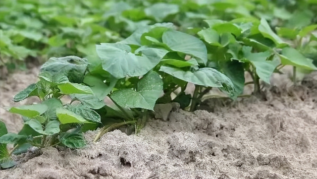 红薯藤扦插种植方法：探索增产与繁衍的途径