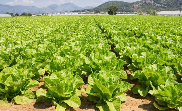 生菜进入露天种植时期，正确育苗定值是丰收的第一步