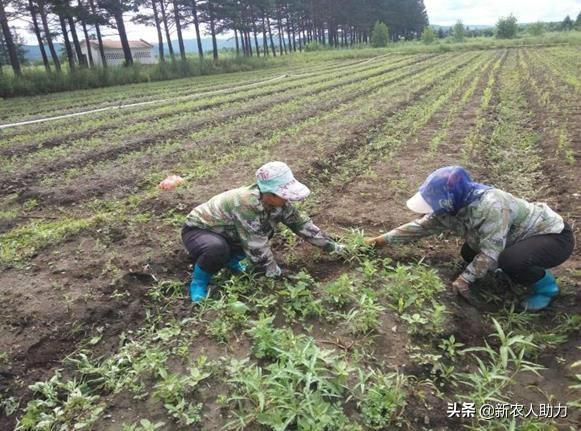 黄芪种子怎么繁殖的？黄芪种子繁殖小技巧，老农多年经验分享