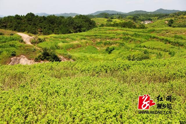 湘乡昔日荒山变宝地 点草成金富移民