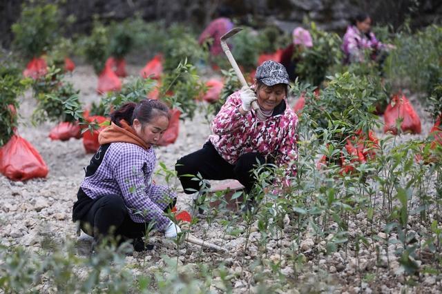 锦屏：抢抓春季好时节 金丝楠木栽培忙