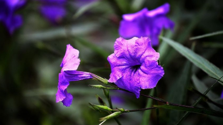 《百花谱》（其三）