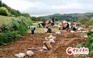 甘肃半夏种植基地(西和苏合镇：半夏地里采挖忙 丰收增收群众喜)